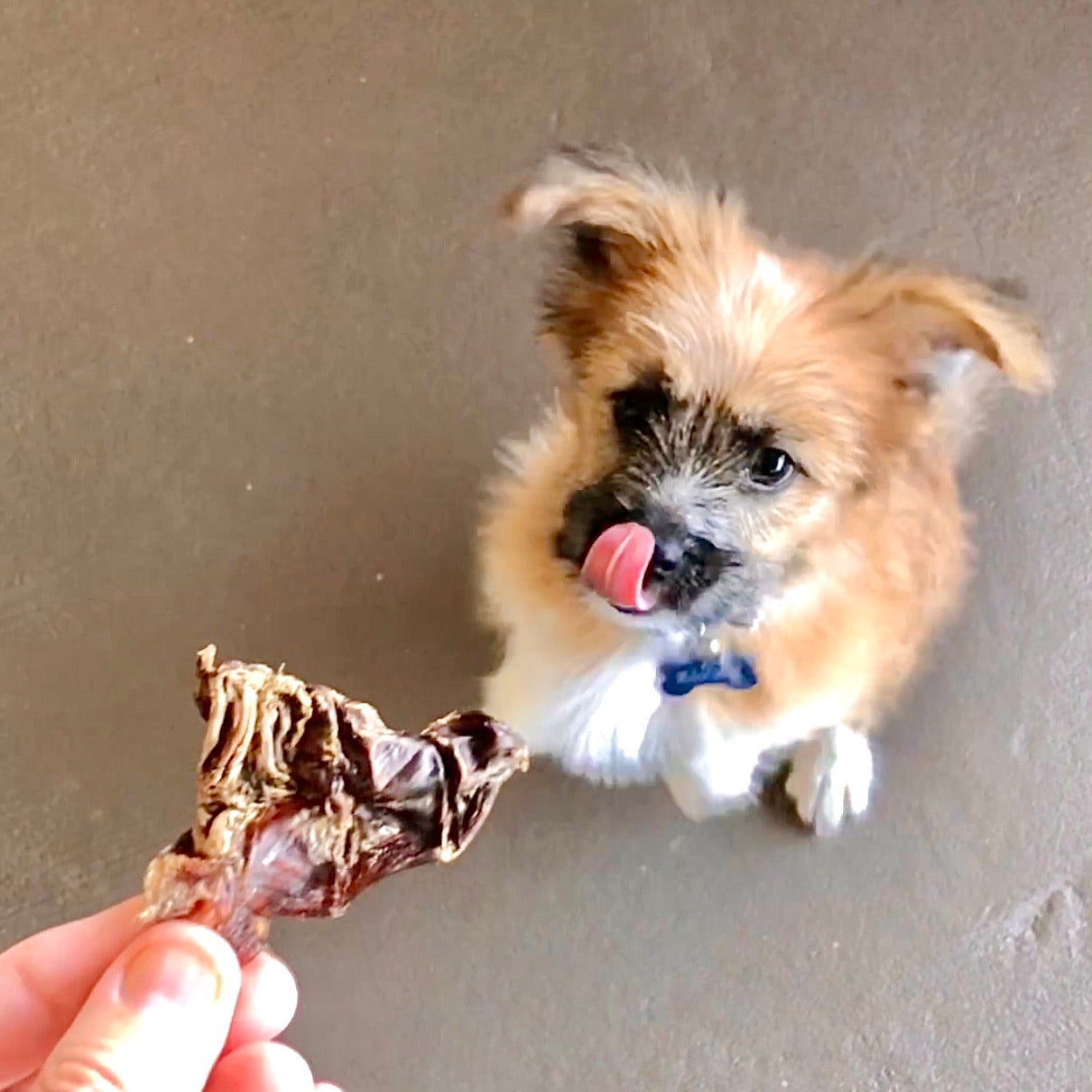 7 x 100g - Variety Kangaroo Dog Treat Pack